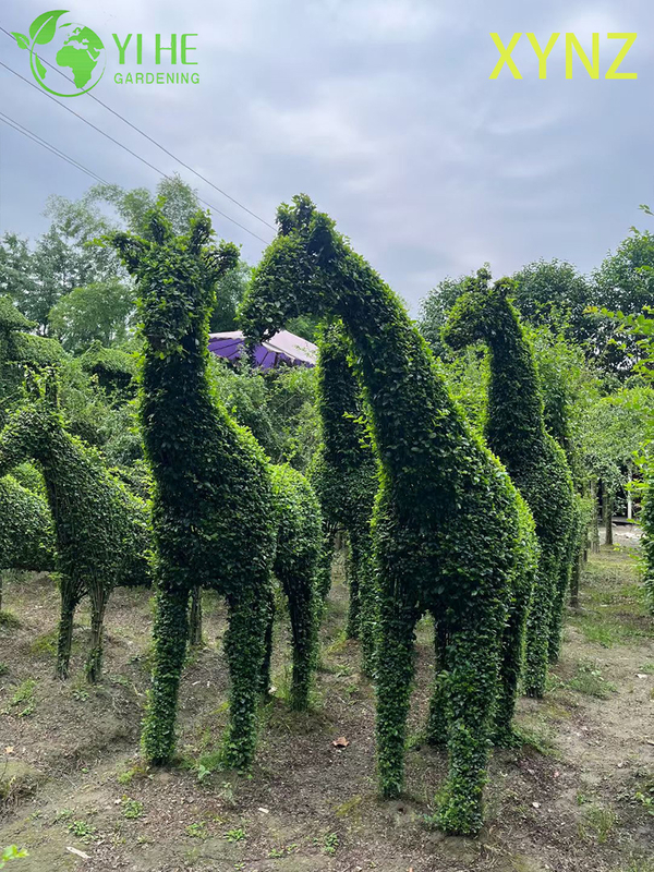 حيوان على شكل Ligustrum quihoui Carr، نباتات الزينة دائمة الخضرة