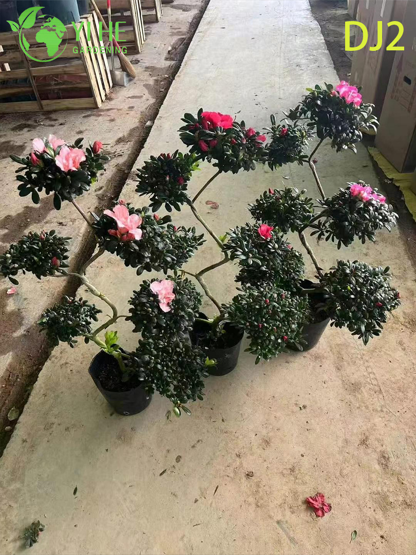 Exquisiter Rhododendron simsii im Topf mit verzierter Blüte