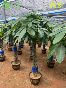 Плетеный ствол Pachira macrocarpa для украшения дома, денежное дерево на удачу с пышными зелеными листьями