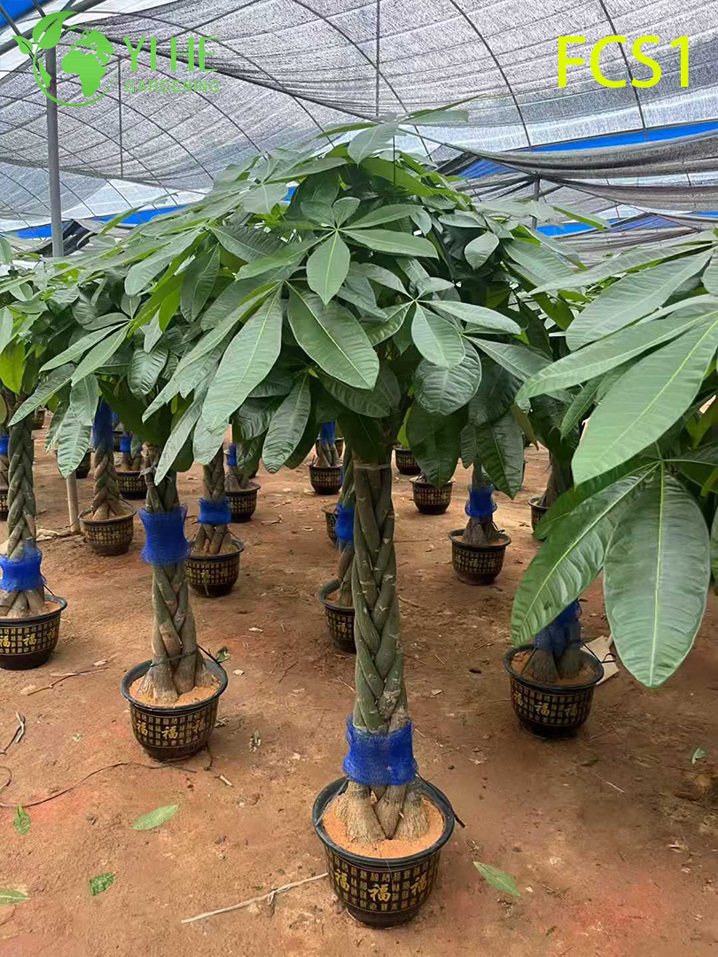 Gevlochten stam Pachira macrocarpa voor binnendecoratie, geluksgeldboom met weelderige groene bladeren