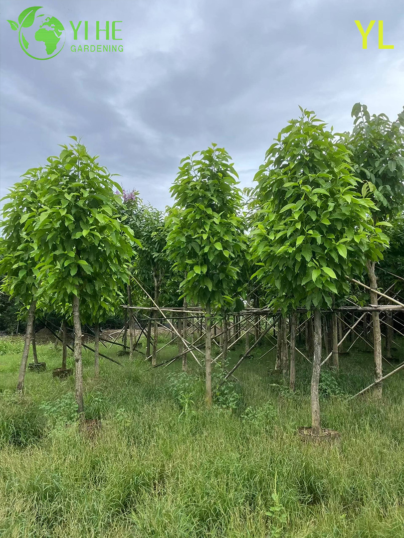 &Aacute;rvore de magn&oacute;lia perfumada ornamental para exporta&ccedil;&atilde;o por atacado