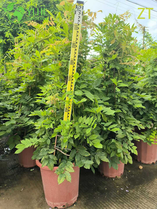 Vite di glicine profumata ornamentale per albero di esportazione all'ingrosso