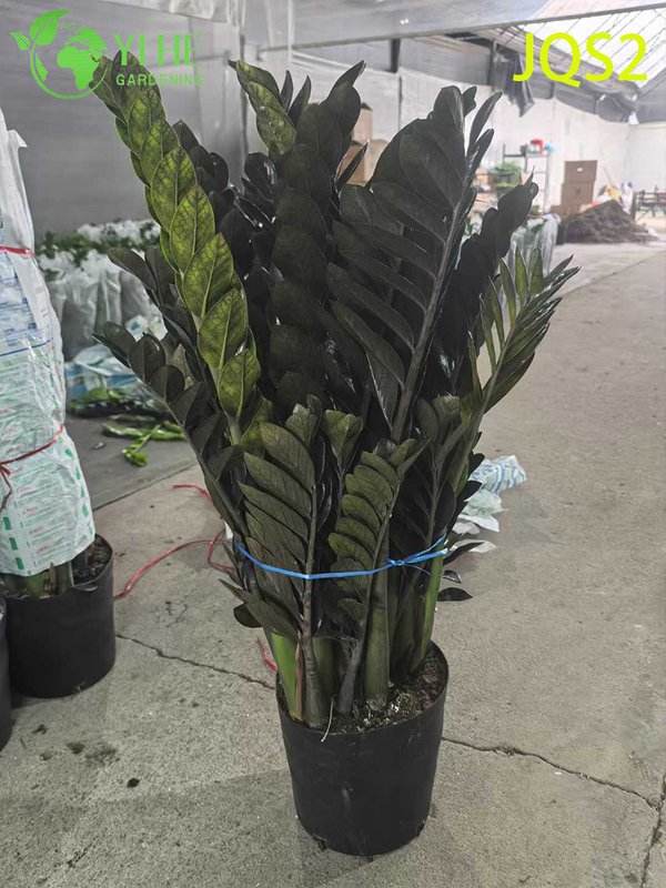 Árbol del dinero Zamioculcas Zamiifolia de bajo mantenimiento para espacios interiores