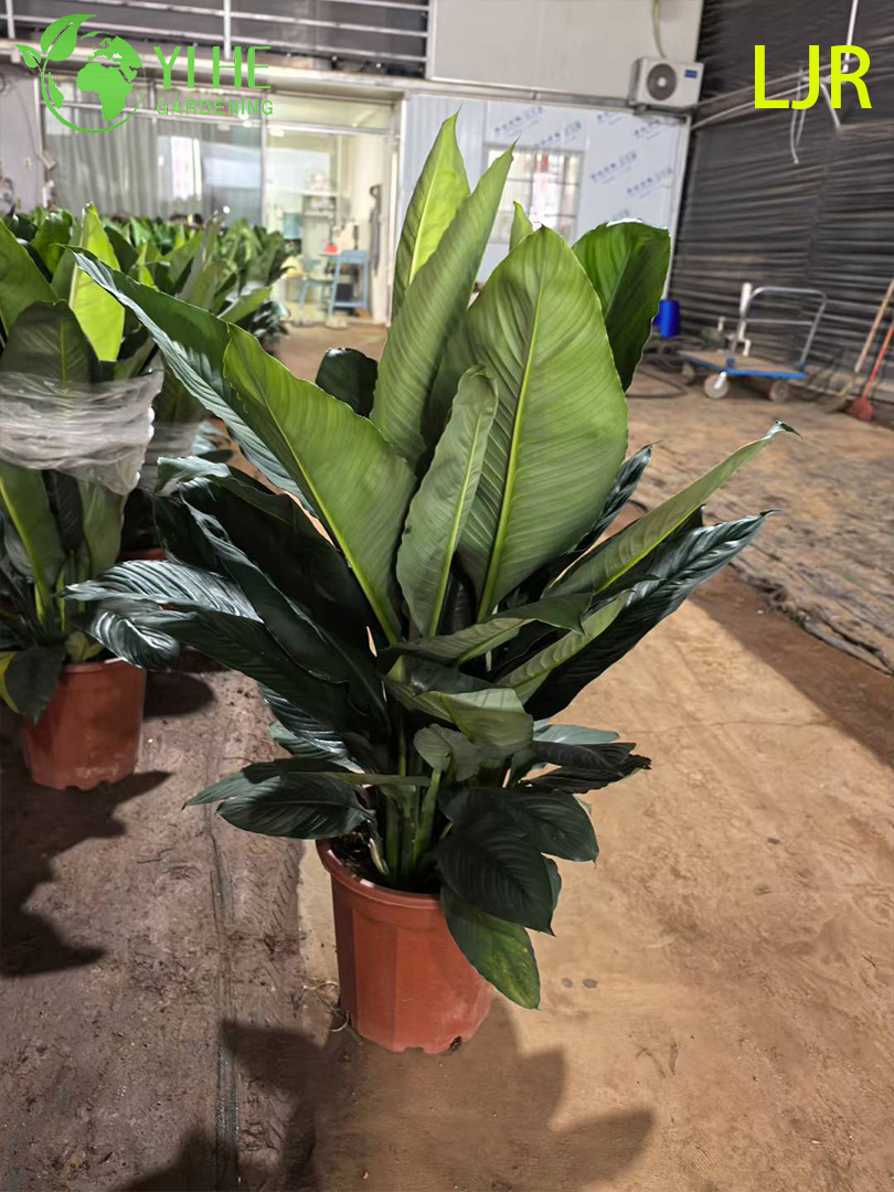 Spathiphyllum floribundum sempreverde a foglia grande per piante di purificazione dell'aria interna