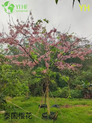 Vari&eacute;t&eacute;s populaires de vari&eacute;t&eacute;s de cerisiers en fleurs