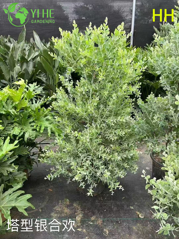 Gro&szlig;handel Exportqualit&auml;t Albizia Julibrissin Zierbl&uuml;hender Baum