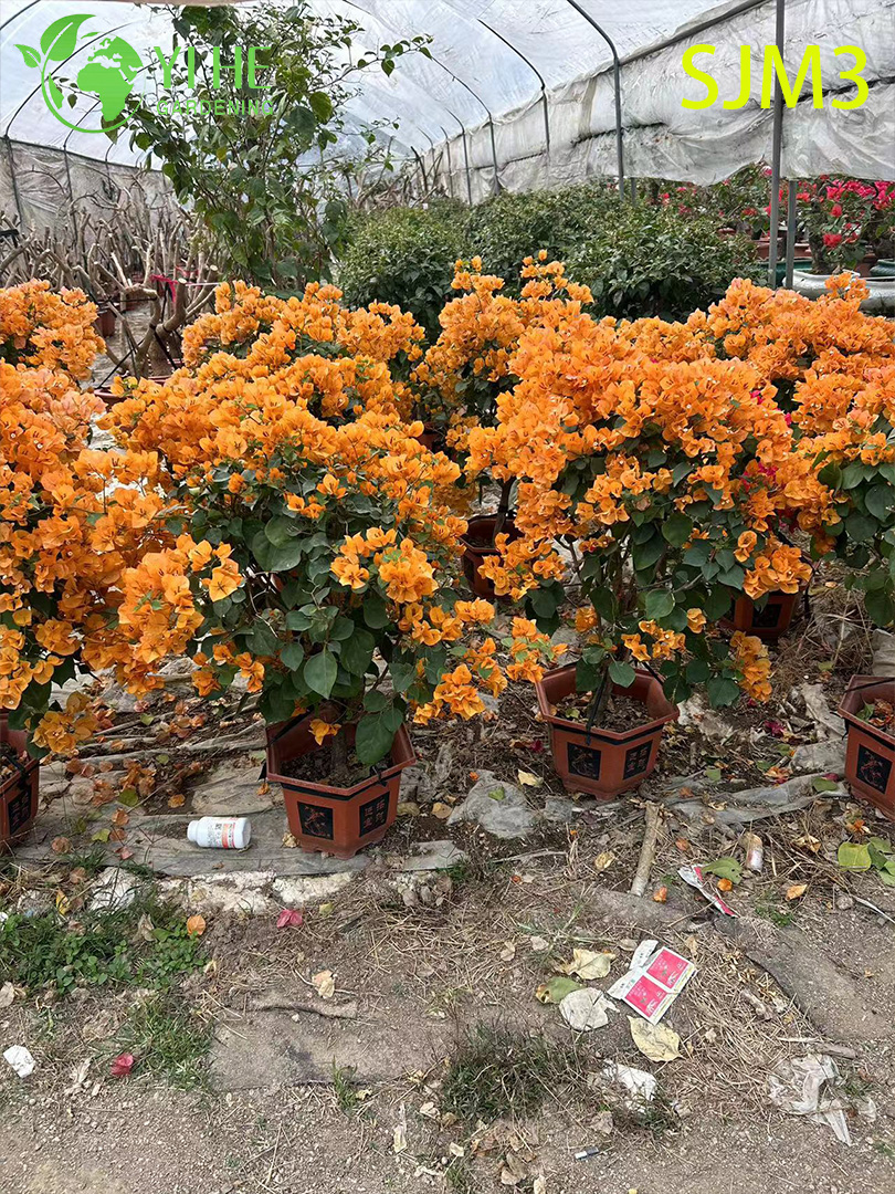 الجملة شجرة الجهنمية الكبيرة عينة لبونساي المناظر الطبيعية في الهواء الطلق