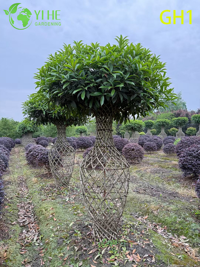 सजावटी फूलदान - आकार का ओसमन्थस फ्रेग्रेंस पेड़, परिपक्व सजावटी आउटडोर पौधा