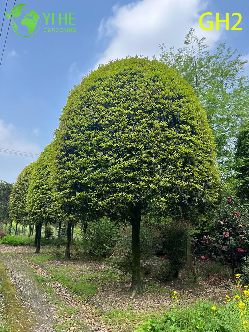 &Aacute;rbol ornamental maduro con forma globular de Osmanthus Fragrans
