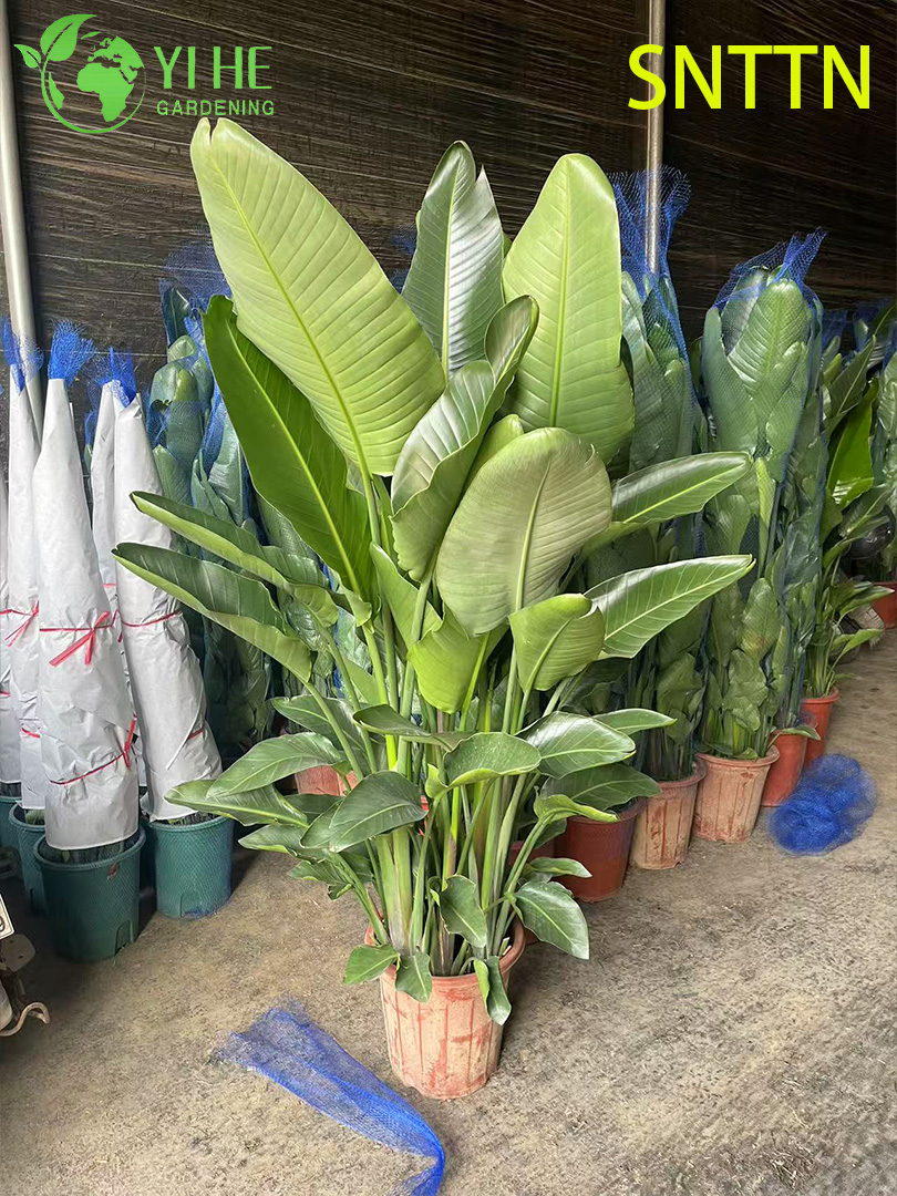 Gro&szlig;bl&auml;ttrige Strelitzia Nicolai f&uuml;r den Innenbereich als tropische Dekorpflanze