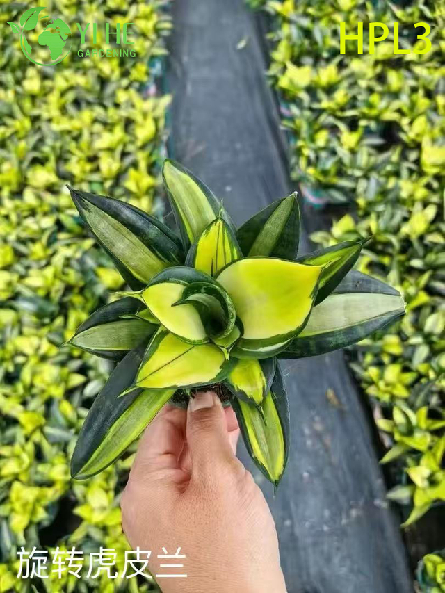 បន្តផ្ទាល់ Sansevieria Cylindrica African Spear រុក្ខជាតិទឹកដមក្នុងផ្ទះ