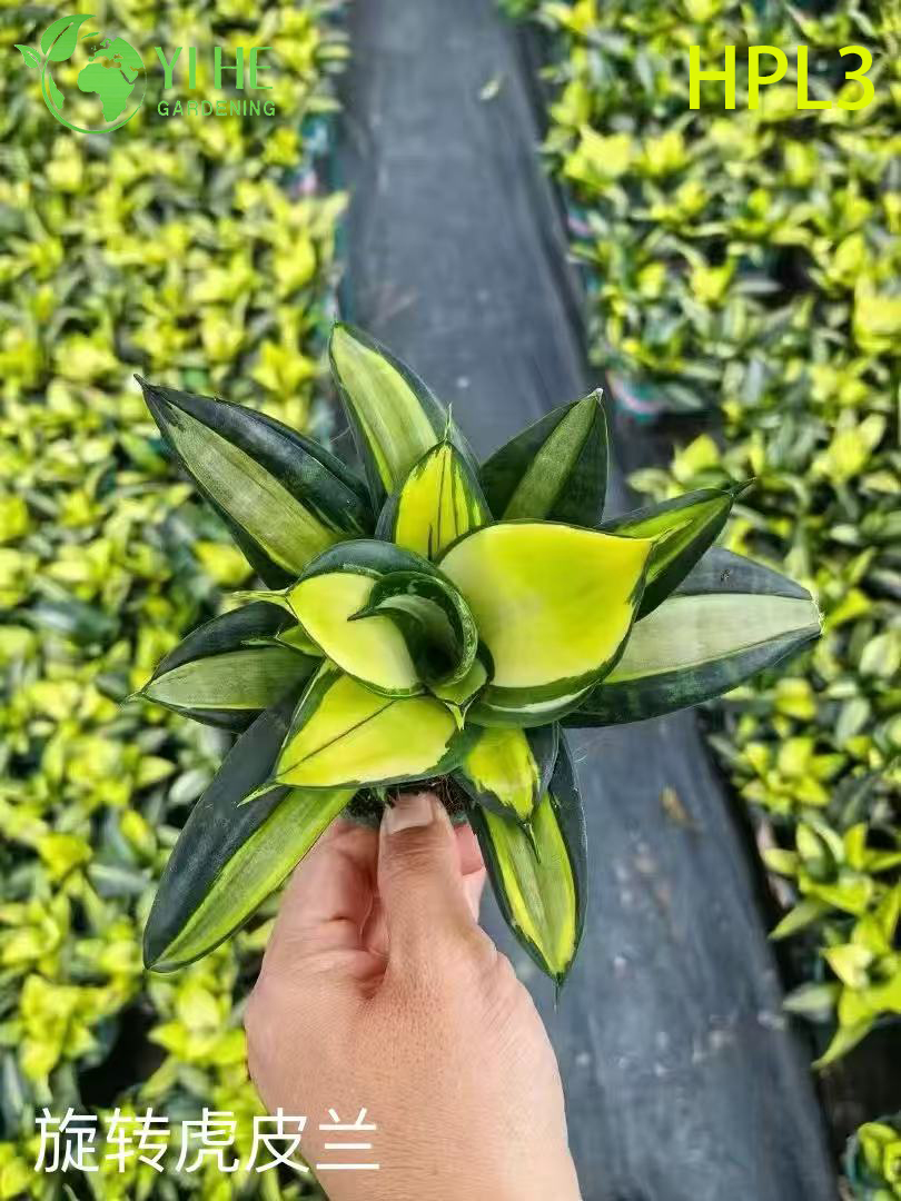 Lebende Sansevieria Cylindrica African Spear Sukkulente f&uuml;r den Innenbereich