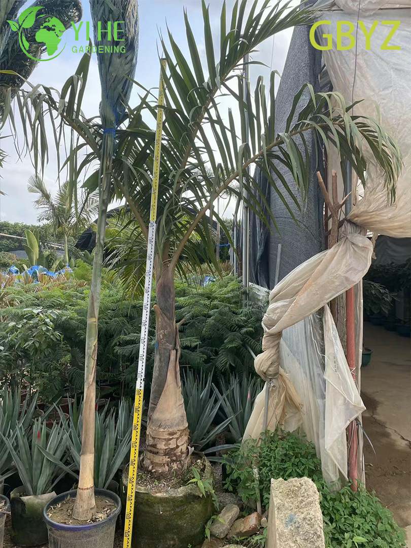 Groothandel Spindelpalm (Hyophorbe Verschaffeltii) - Slanke groenblijvende palmen