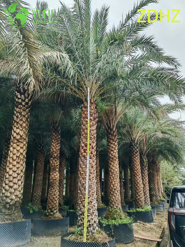 Toptan Medjool Hurma Hurması (Phoenix Dactylifera) - Uzun Dayanıkl�