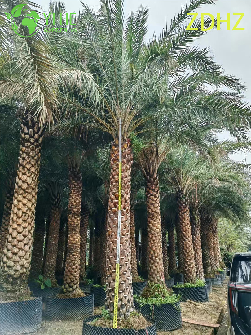 Toptan Medjool Hurma Hurması (Phoenix Dactylifera) - Uzun Dayanıkl�