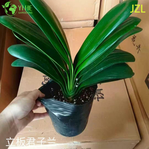 실내 상록수 꽃 장식을 위한 도매 Clivia Miniata 화분