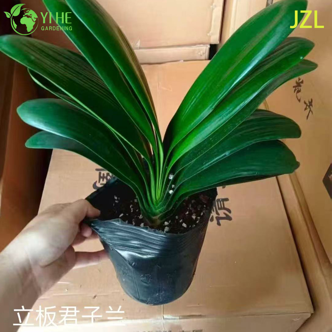 इनडोर सदाबहार फूलों की सजावट के लिए थोक क्लिविया मिनीटा पॉटेड पौधे