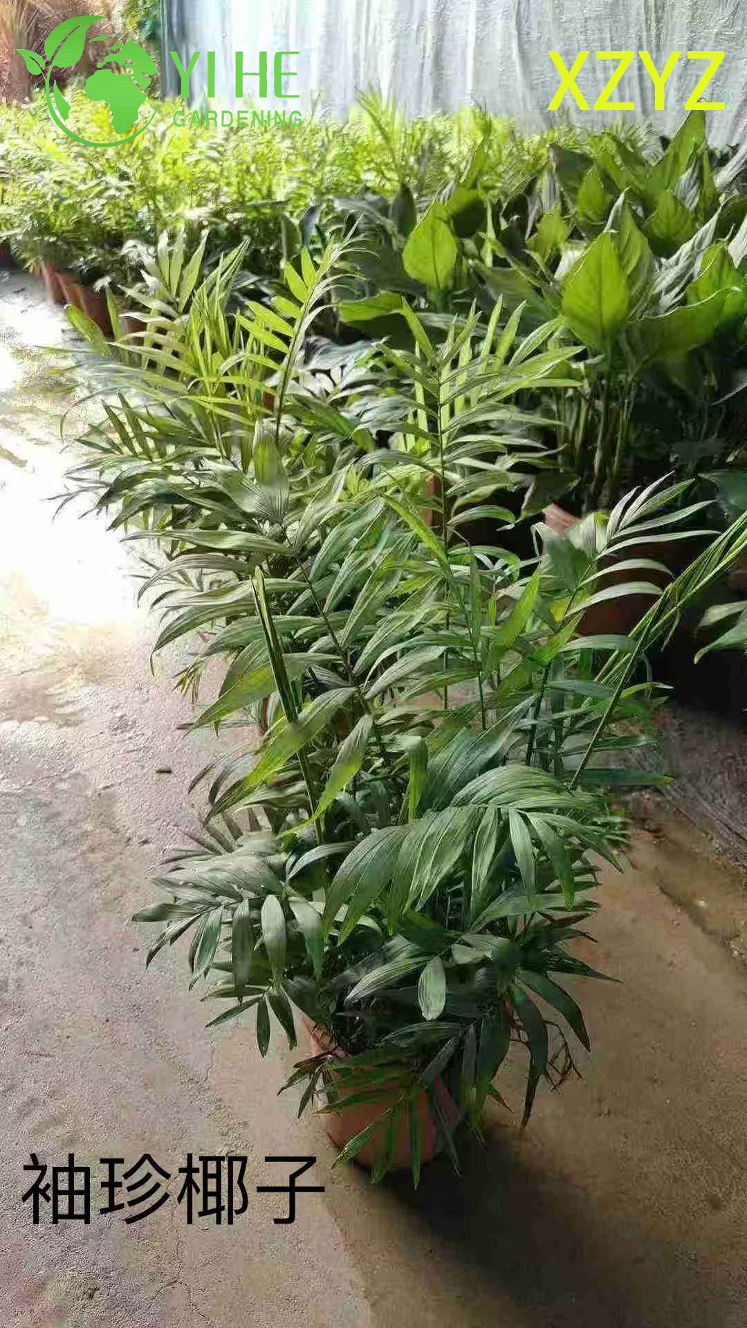 卸売Chamaedorea Elegans鉢植え屋内コンパクト熱帯観葉装飾用
