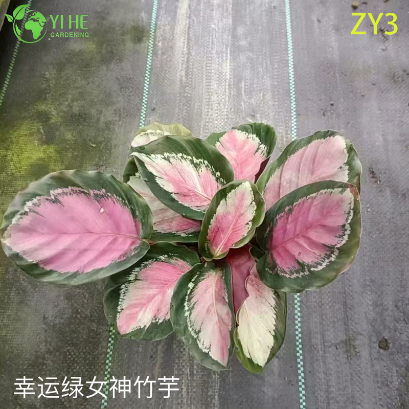 심은 하와이 야자(Pritchardia gaudichaudii), 열대 상록수 실내/실외 장식 식물