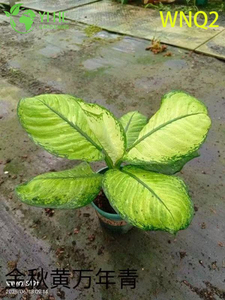 Piante di Aglaonema all'ingrosso - Fogliame tropicale resistente per la decorazione di interni