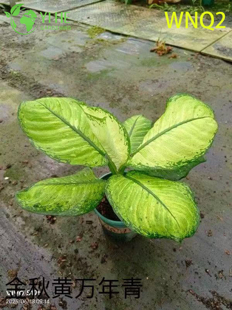 Растения аглаонема оптом - выносливая тропическая листва для украшения интерьера