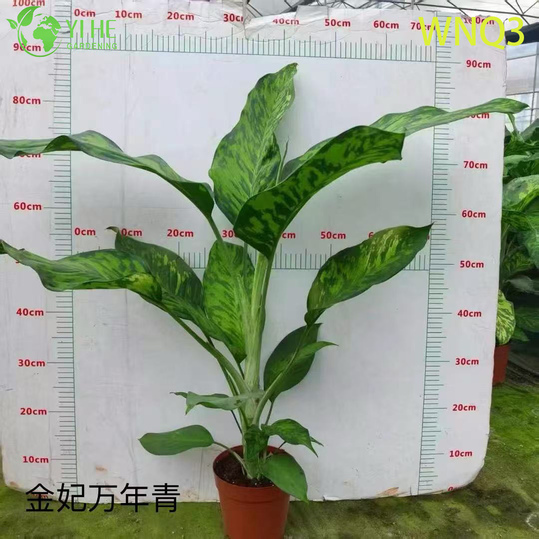 Plantes &agrave; feuilles persistantes de qualit&eacute; sup&eacute;rieure pour la vente en gros - Feuillage tropical d&eacute;coratif int&eacute;rieur et ext&eacute;rieur