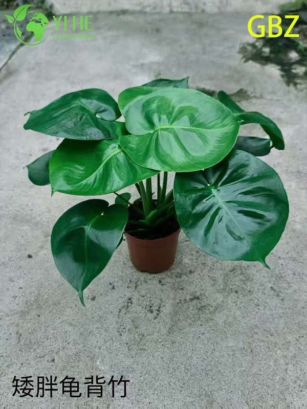 Горшечные растения Monstera Deliciosa оптом для домашнего декора с большой листвой