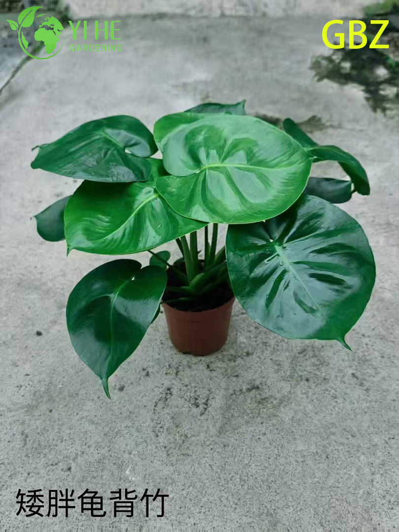Горшечные растения Monstera Deliciosa оптом для домашнего декора с большой листвой