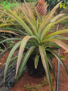 Plantes en pot d'ananas broméliacées, vente en gros, pour décoration intérieure de fleurs tropicales