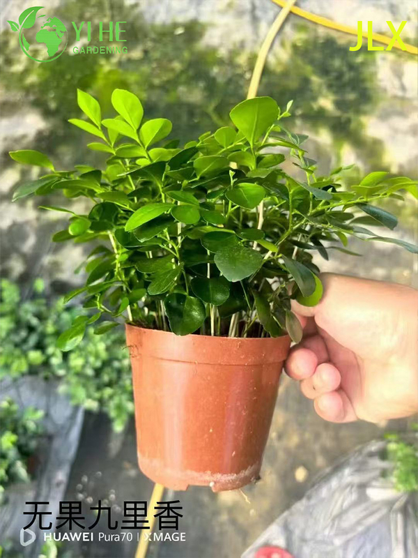 इनडोर आउटडोर सुगंधित फूलों की सजावट के लिए थोक मुरैना पनिकुलता पॉटेड पौधे
