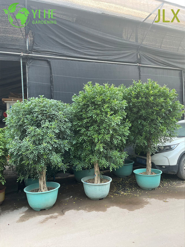 Vaso ornamental Murraya exotica L. para planta de exporta&ccedil;&atilde;o