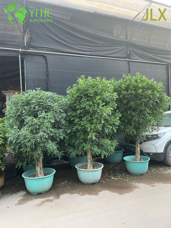គ្រឿងលម្អ Potted Murraya exotica L. សម្រាប់រោងចក្រនាំចេញ