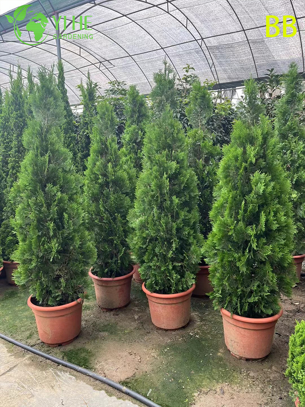 Comercio al por mayor de hoja perenne ornamental Cipr&eacute;s Hinoki para jardines al aire libre Bonsai