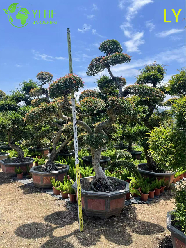 सजावटी परिपक्व एल्म बोनसाई - उद्यान सजावट के लिए उल्मस परविफोलिया