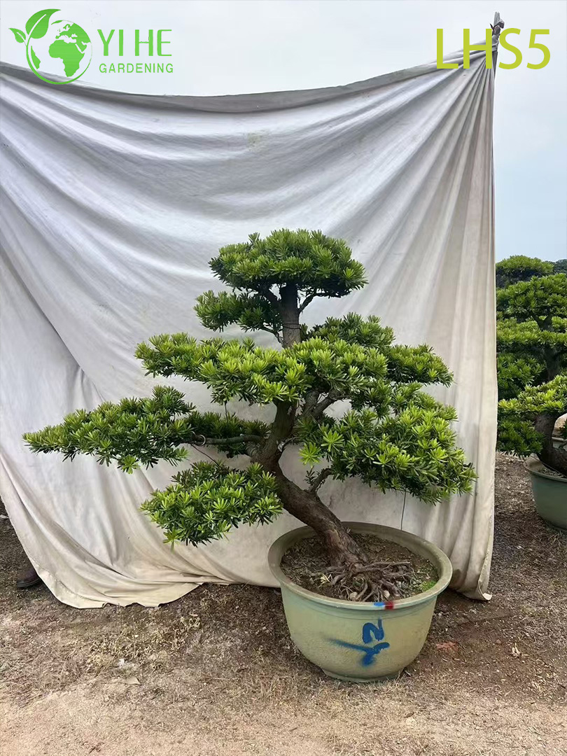 Abgestufter Podocarpus-Bonsai im orientalischen Stil für die Landschaftskunst