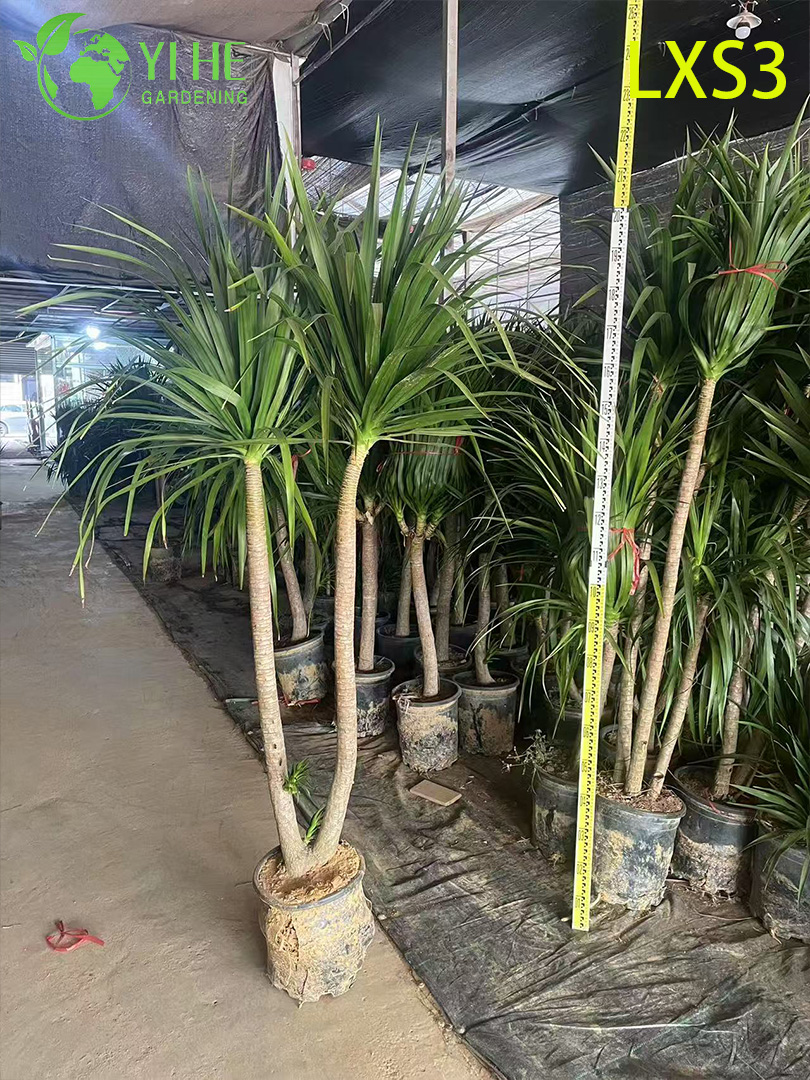 इनडोर हरियाली सजावट के लिए लंबा सिंगल-ट्रंक ड्रेकेना ड्रेको