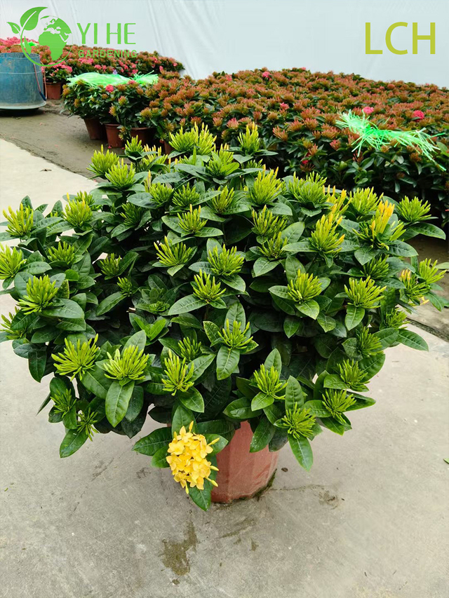 Bunt bl&uuml;hende Ixora chinensis Topfpflanzen f&uuml;r die Gartendekoration