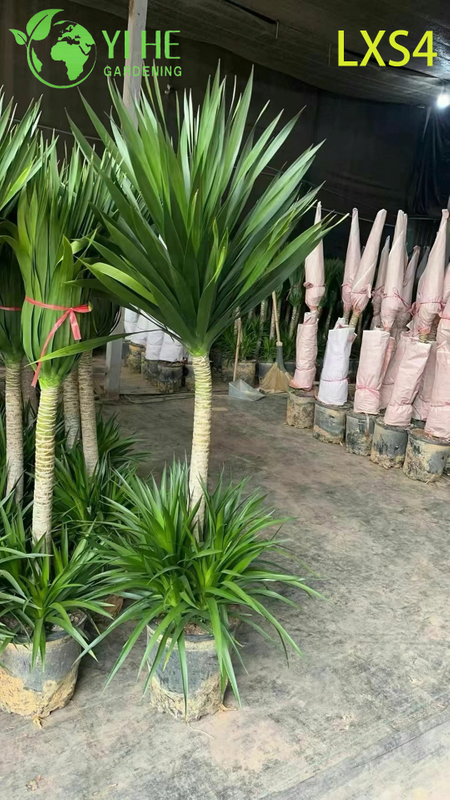 Grand Double - Dracaena draco à plusieurs niveaux pour la décoration intérieure et extérieure