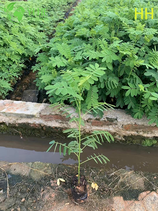 Ozdobne ż&oacute;łte drzewo kwitnące Cassia glauca