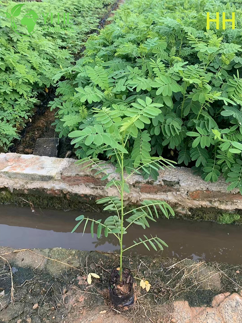Ozdobne ż&oacute;łte drzewo kwitnące Cassia glauca