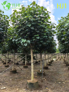Ziergrün - Blatt Hibiscus tiliaceus Blühender Baum