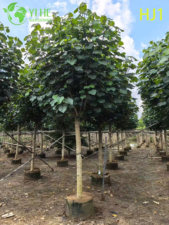 Vert ornemental - feuille Hibiscus tiliaceus Arbre en fleurs