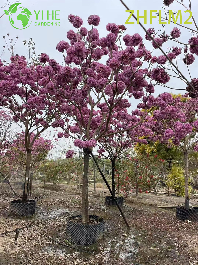 Arbre ornemental rose Tabebuia rosea greff&eacute;