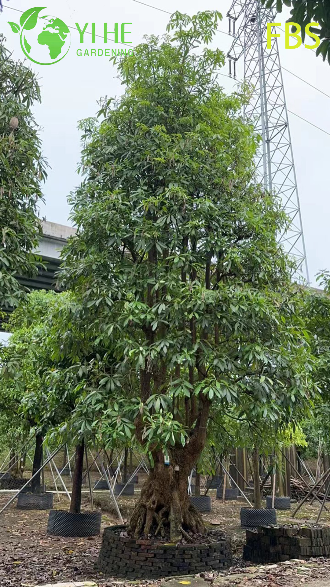 Alstonia Scholaris tropical ornamental, &aacute;rbol de pizarra de paisaje perenne, planta de Alstonia de floraci&oacute;n alta, &aacute;rbol erudito de jard&iacute;n tropical
