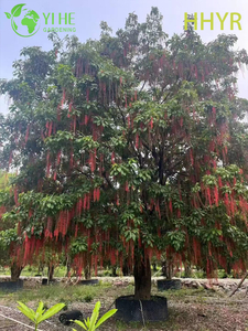 Rouge ornemental - Arbre tropical &agrave; fleurs Barringtonia acutangula