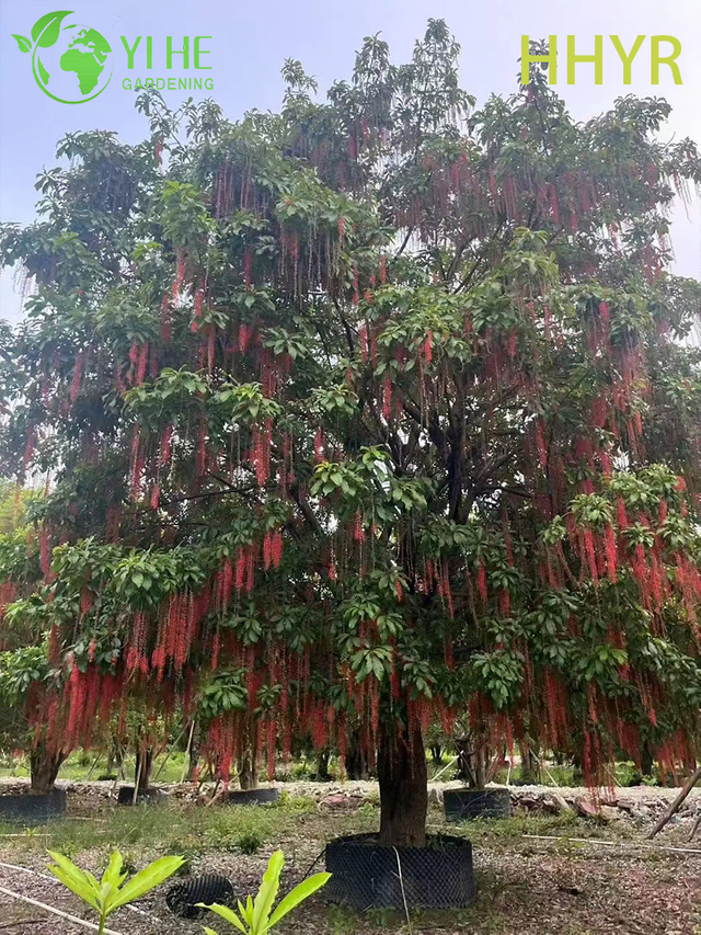 Rojo ornamental - &Aacute;rbol tropical de flores Barringtonia acutangula