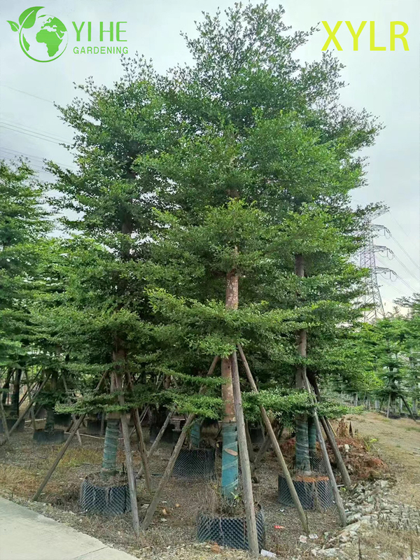 ຕົ້ນໄມ້ປະດັບ Pyramidal Terminalia mantaly