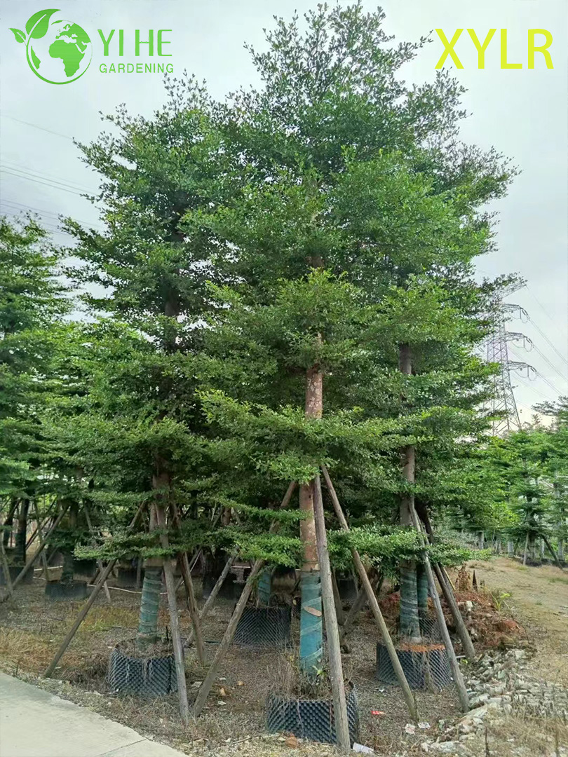 ຕົ້ນໄມ້ປະດັບ Pyramidal Terminalia mantaly