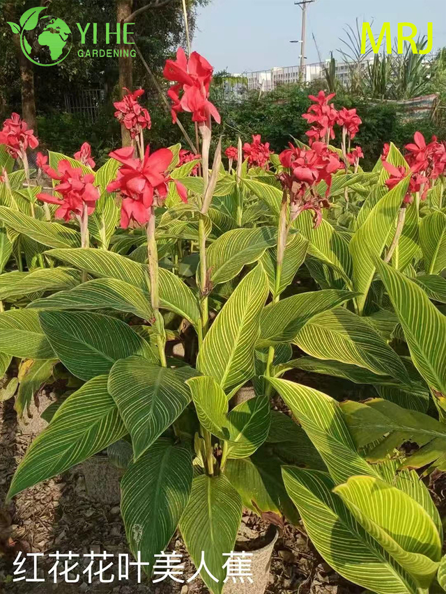 Exportation en gros Canna Lily floraison ornementale vivace qualit&eacute; sup&eacute;rieure