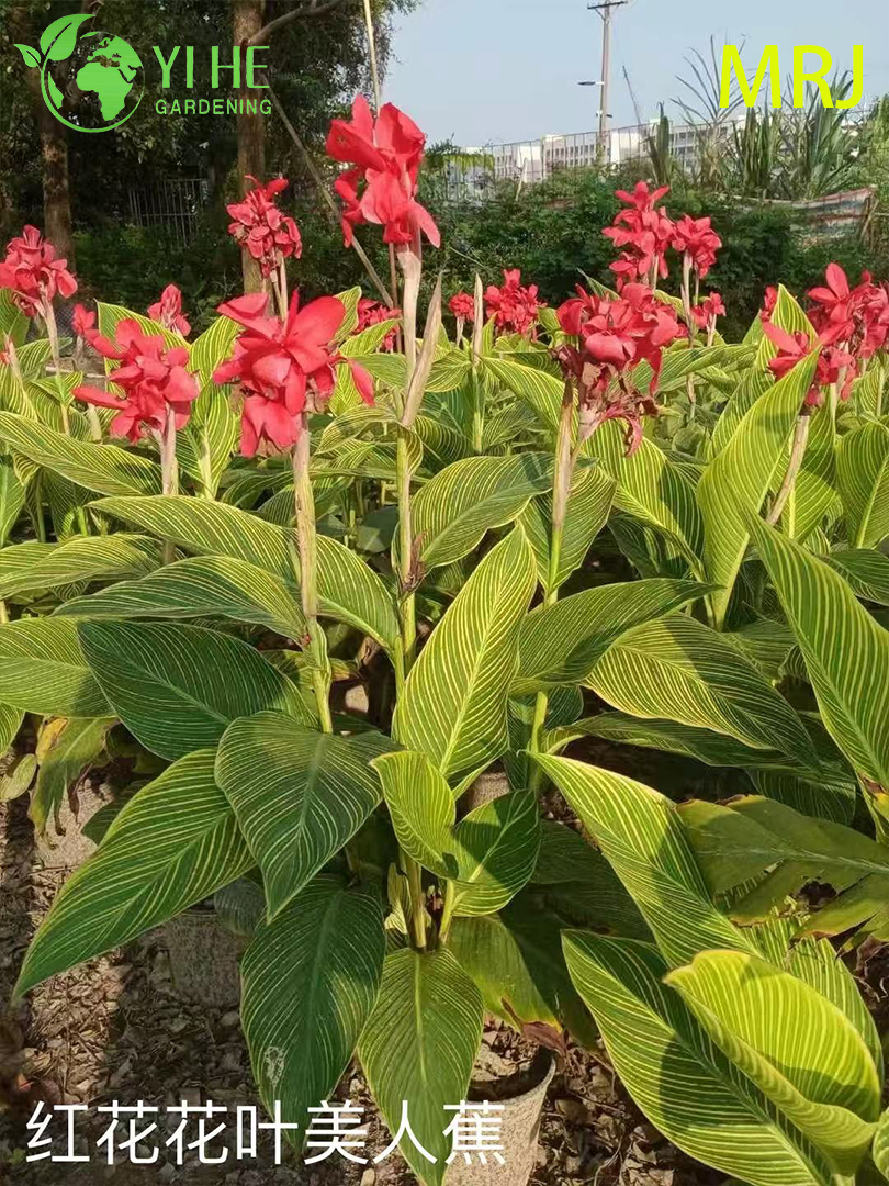 Exportation en gros Canna Lily floraison ornementale vivace qualit&eacute; sup&eacute;rieure
